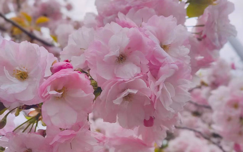 sakura