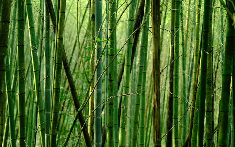 bamboo forest