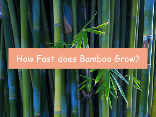 How Fast does Bamboo Grow? Why does it Grow So Fast?