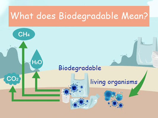 What does Biodegradable Really Mean? How to Determine It?